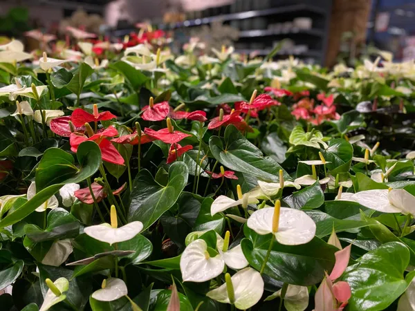 Blühende Zimmerpflanzen