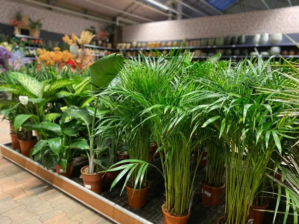 Grüne Zimmerpflanzen